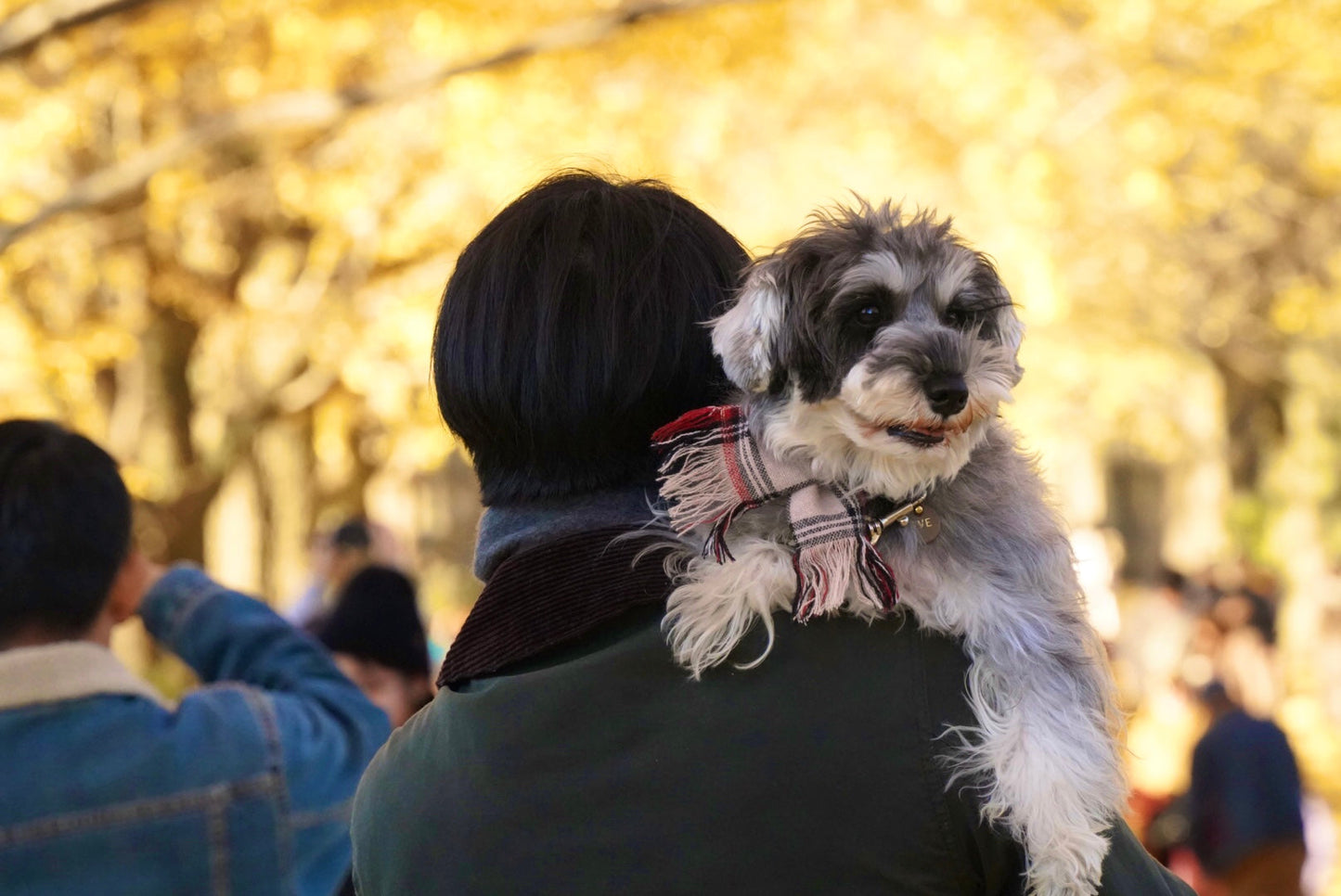 ギフトにもおすすめ!わんちゃん用マフラー(シュナウザー)