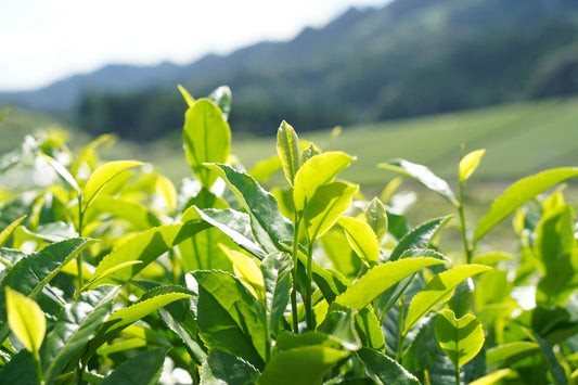 新茶の摘採から学ぶ掛川茶の現場