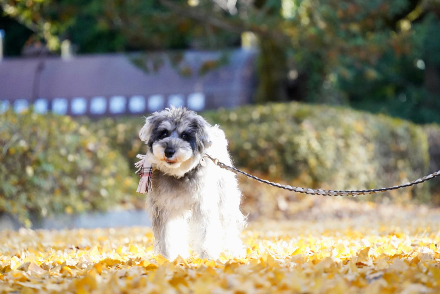 Recommended as a gift! Muffler for dogs with Dogs. series